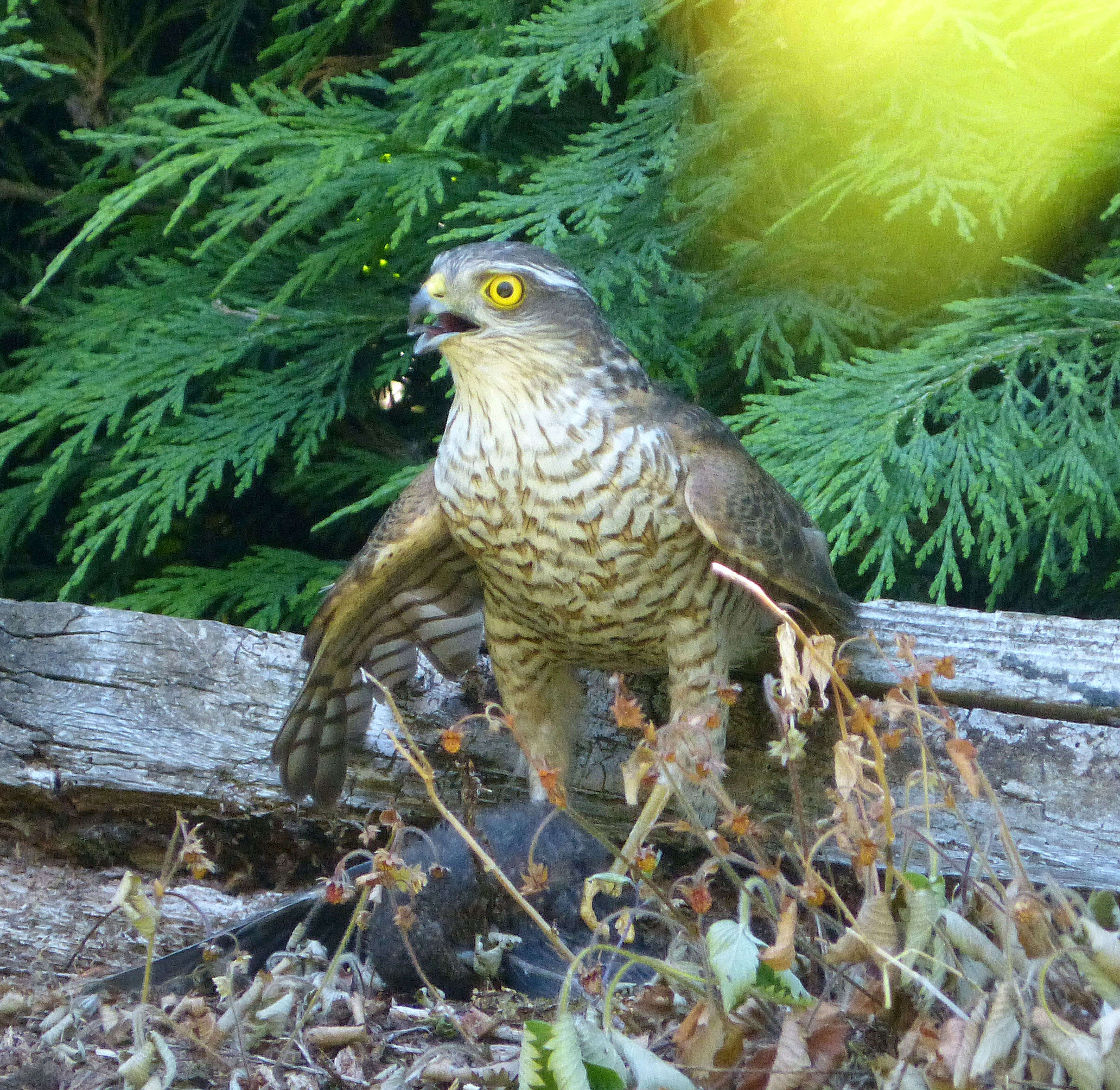 Image of Eurasian Sparrowhawk