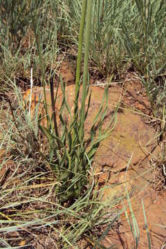 Image of Aloe jeppeae Klopper & Gideon F. Sm.