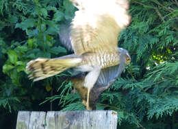 Image of Eurasian Sparrowhawk