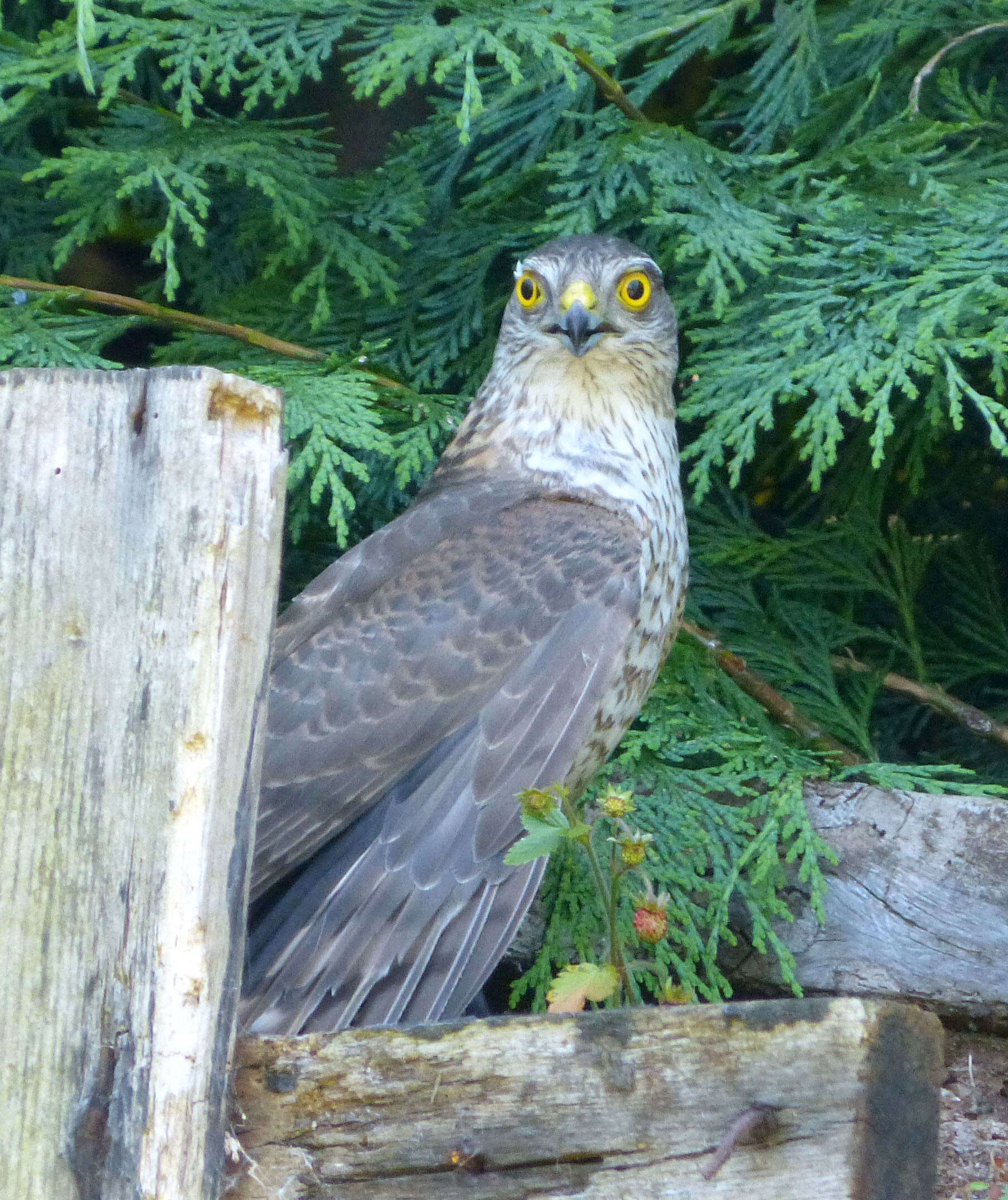 Image of Eurasian Sparrowhawk