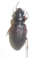 Image of Platymetopus figuratus Boheman 1848