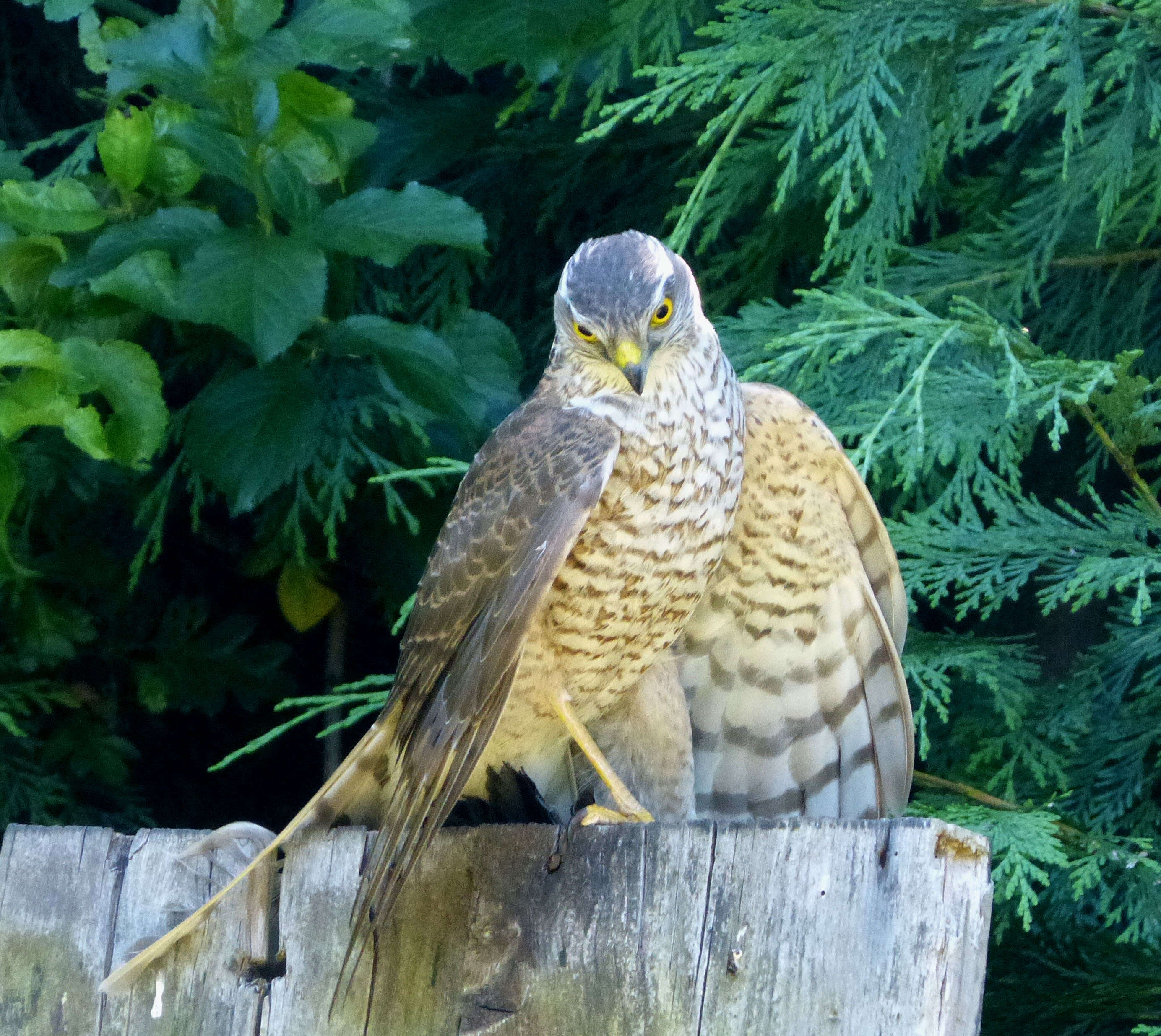 Image of Eurasian Sparrowhawk