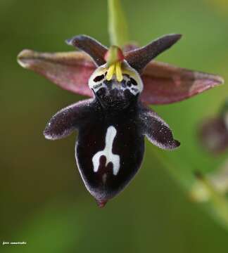 Image of Ophrys cretica (Vierh.) E. Nelson