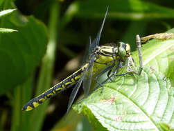 Image of Club-tailed Dragonfly