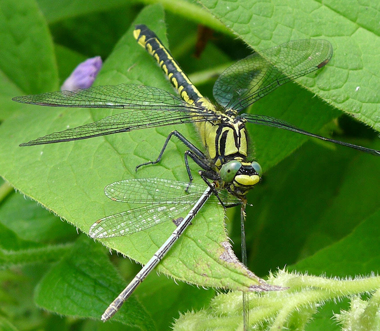 Image of Club-tailed Dragonfly