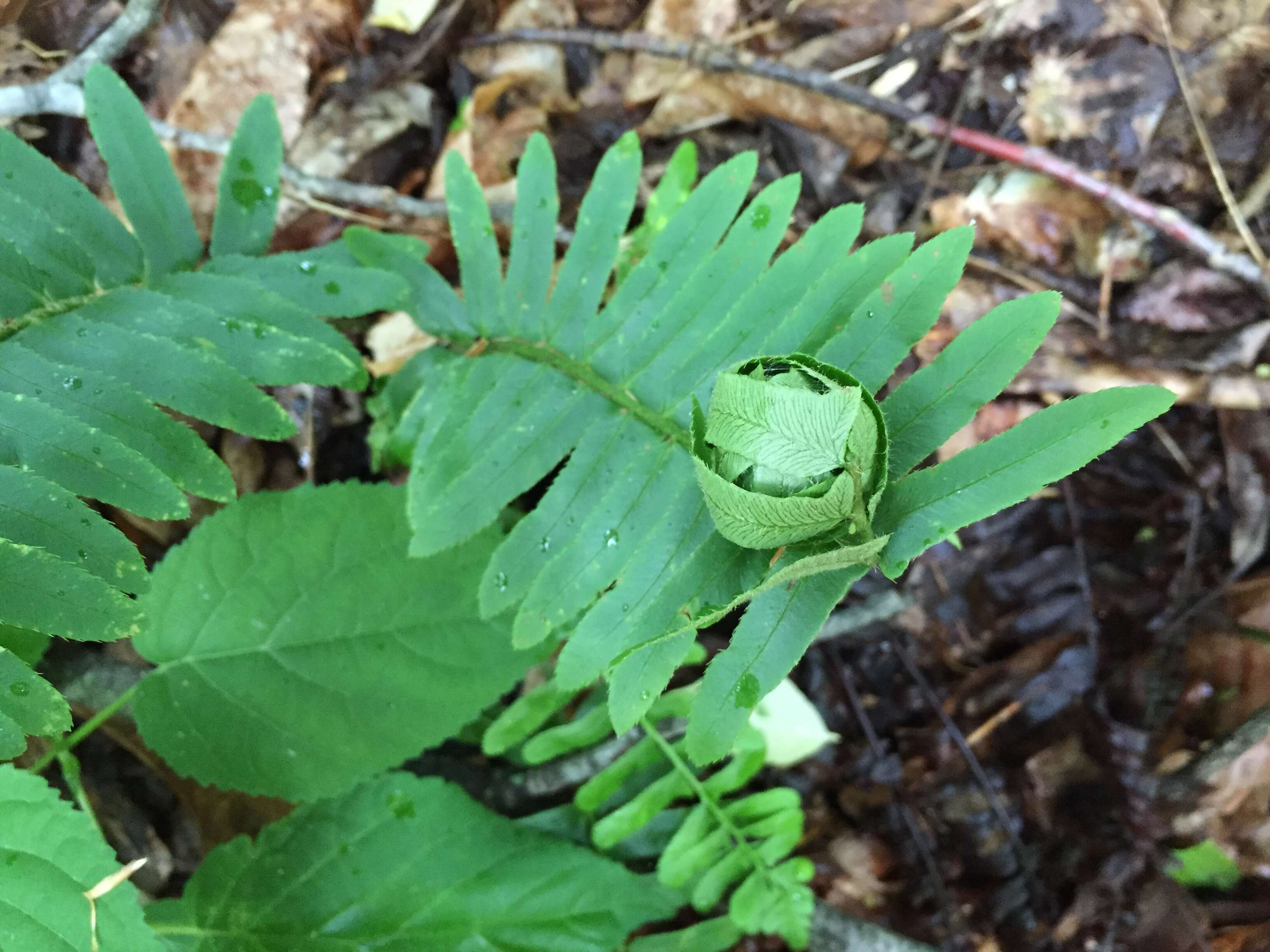 Image of Christmas fern