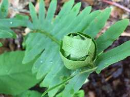 Image of Christmas fern