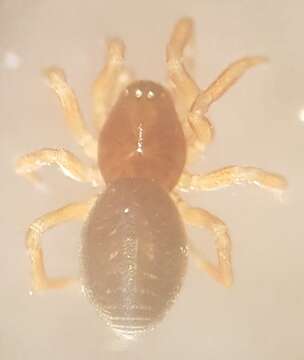 Sivun Silometopus incurvatus (O. Pickard-Cambridge 1873) kuva