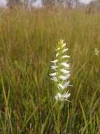 صورة Spiranthes diluvialis Sheviak