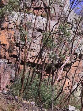 Image of Eucalyptus wilcoxii D. J. Boland & D. A. Kleinig