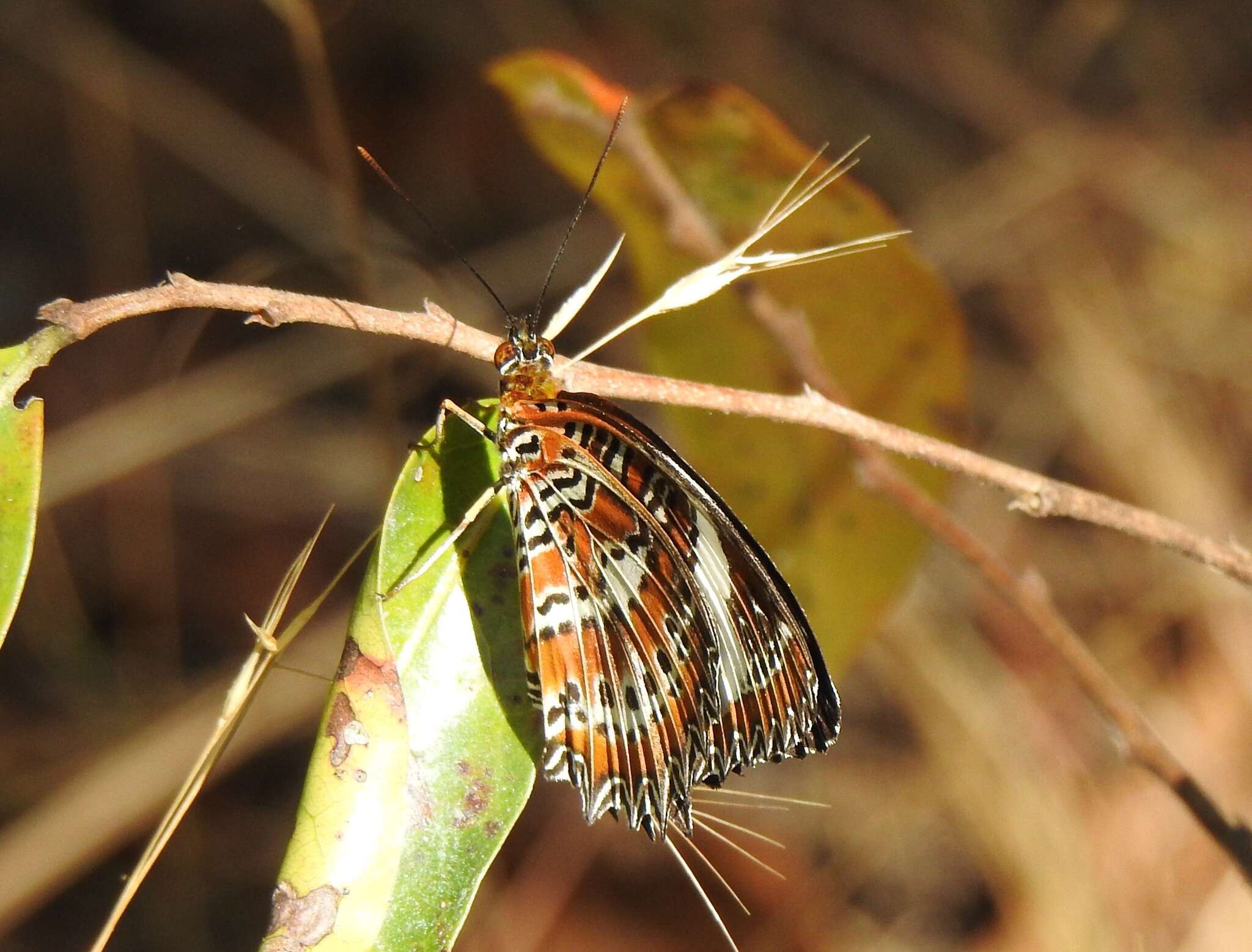 Image of Orange lacewing