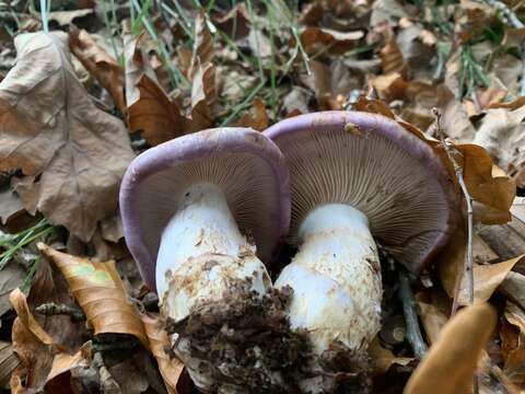 Image of Cortinarius balteatocumatilis Rob. Henry ex P. D. Orton 1960