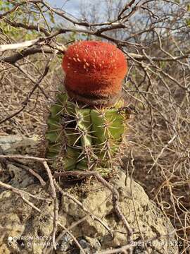 Image of Melocactus zehntneri (Britton & Rose) Leutzelb.