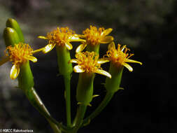 Image of Senecio antandroi S. Elliot