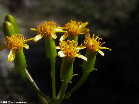 Plancia ëd Senecio antandroi S. Elliot