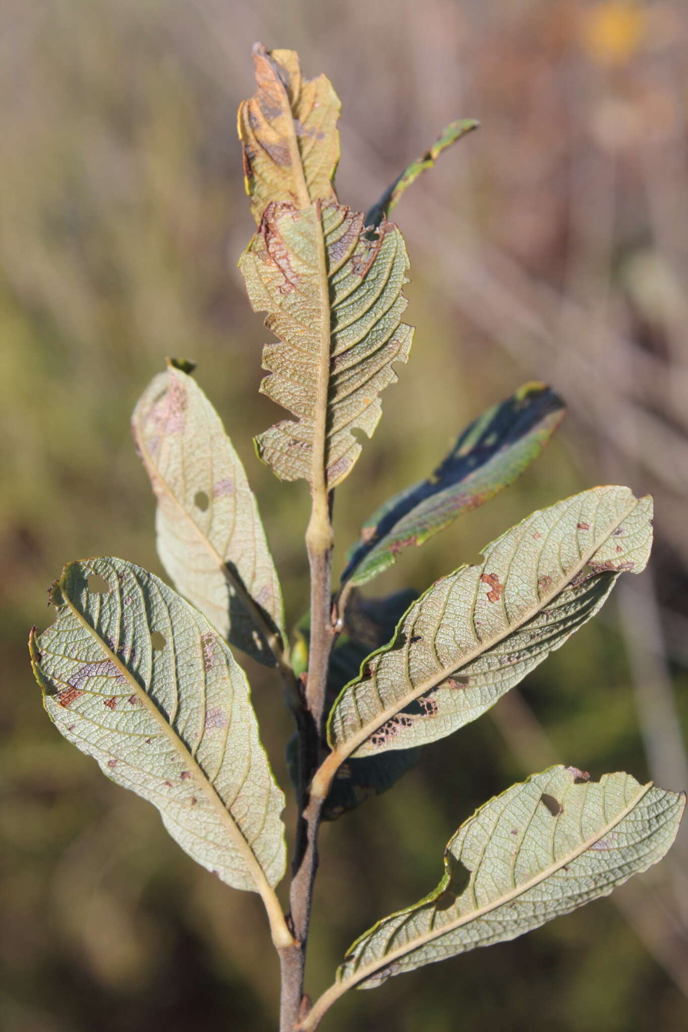 Image de Salix atrocinerea Brot.