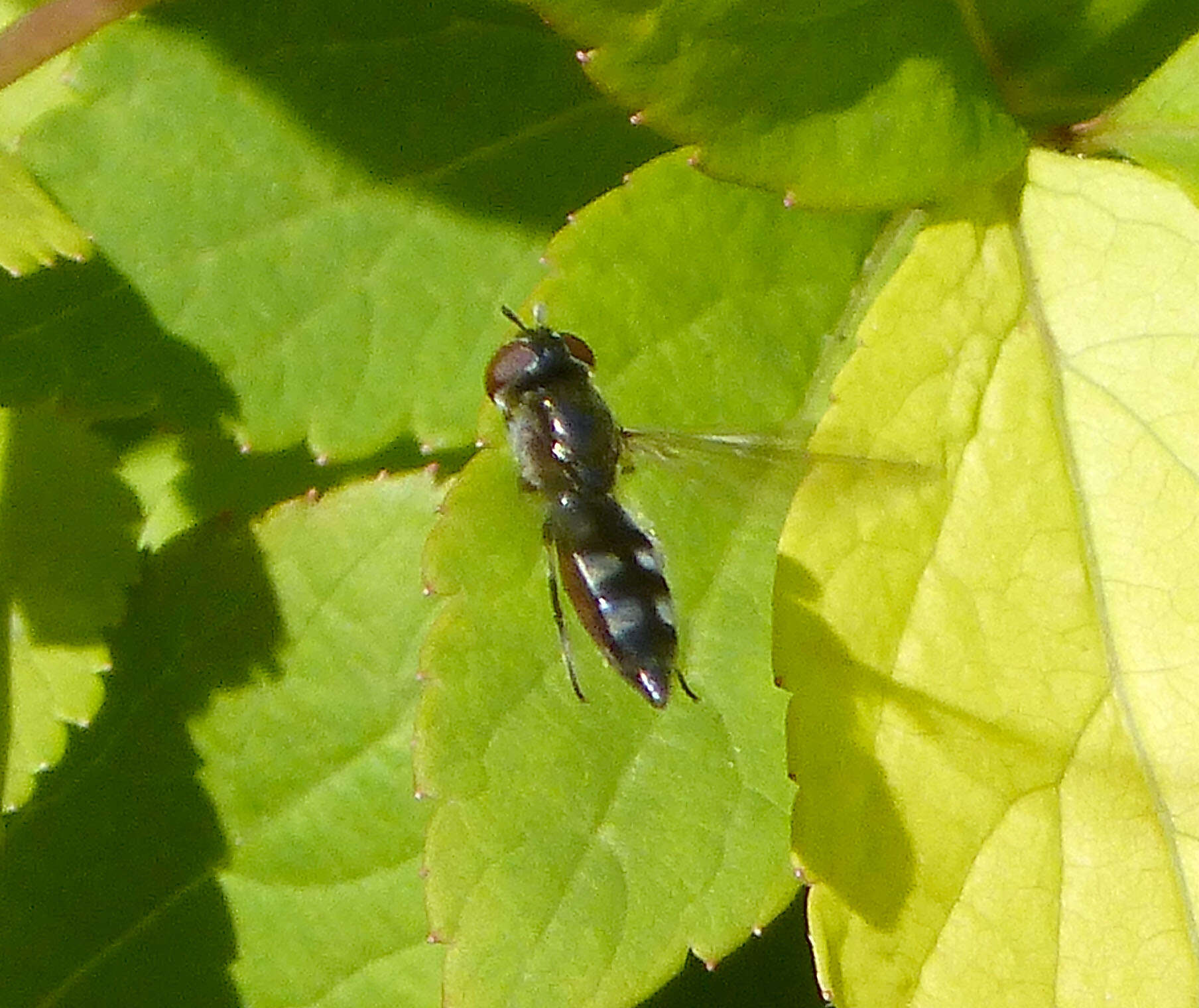 Слика од <i>Platycheirus albimanus</i>