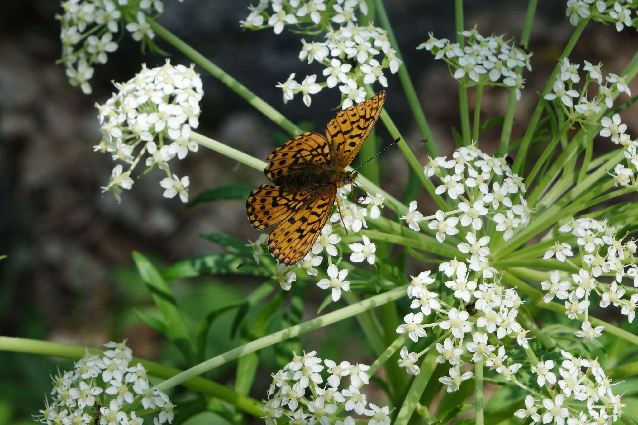 Image of <i>Boloria oscarus</i>