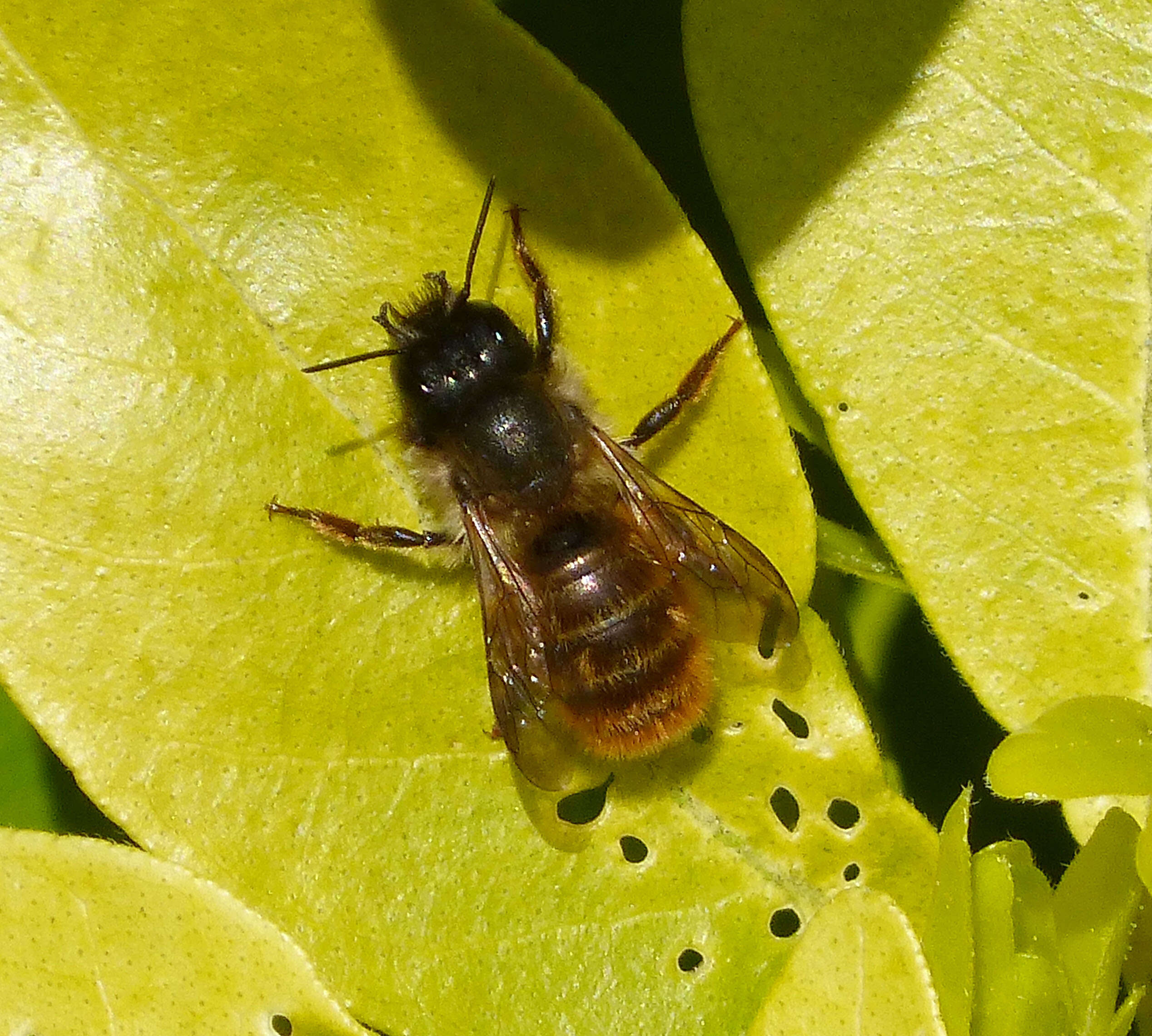 Image of Osmia rufa (Linnaeus 1758)