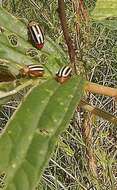 Image of Pigweed Flea Beetle