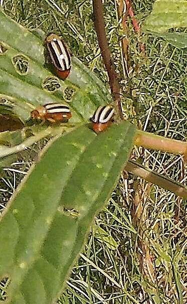 Image of Pigweed Flea Beetle