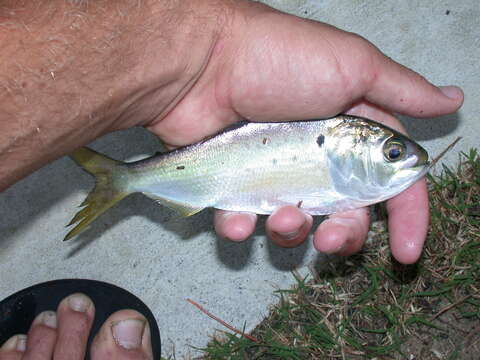 Image of Yellowfin menhaden