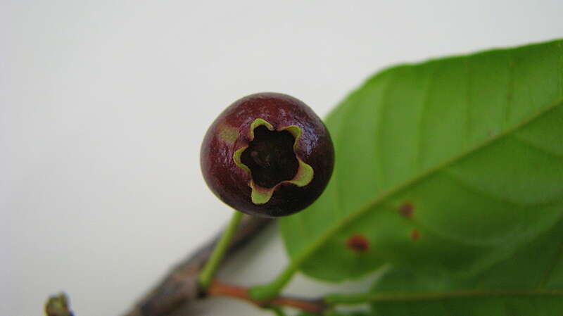 Image of Campomanesia aromatica (Aubl.) Grisebach