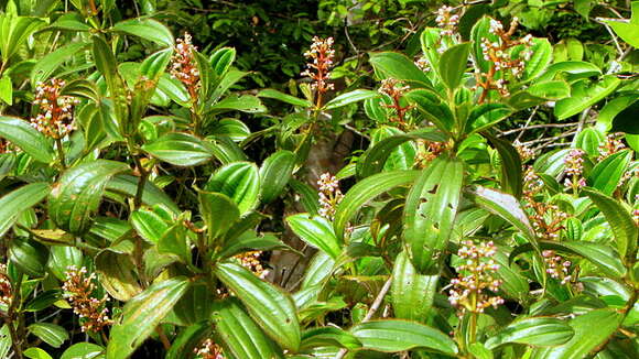 Слика од Miconia ciliata (L. Rich.) DC.