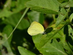 Image of Pyrisitia venusta (Boisduval 1836)