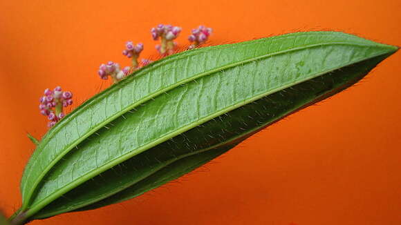 Imagem de Miconia ciliata (L. Rich.) DC.