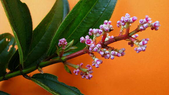 Слика од Miconia ciliata (L. Rich.) DC.