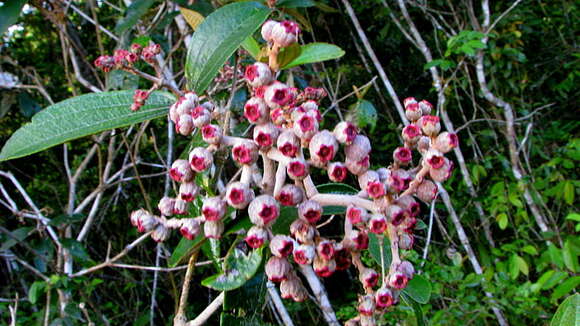 Image of Miconia ciliata (L. Rich.) DC.