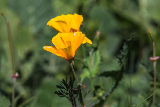 Image of California poppy