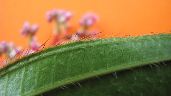 Слика од Miconia ciliata (L. Rich.) DC.