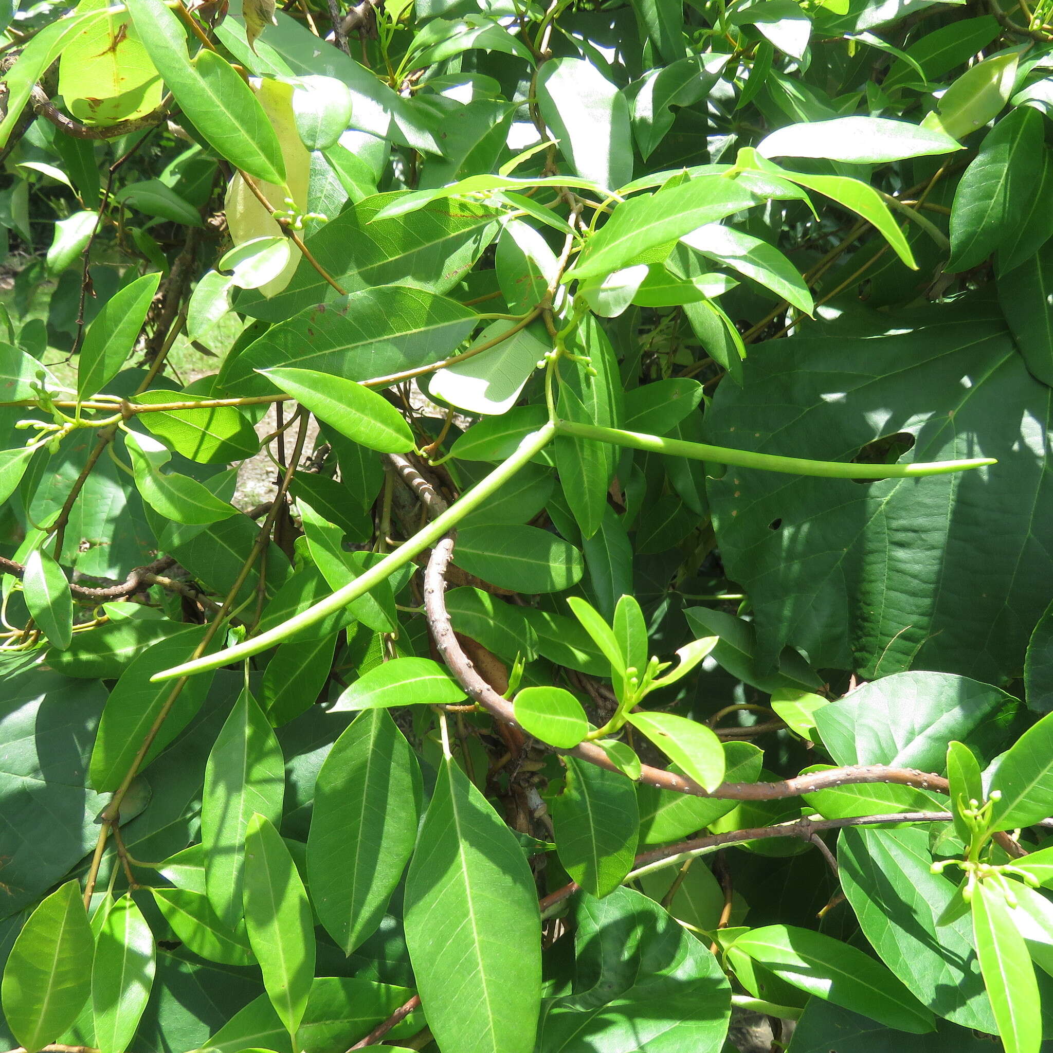 Image of Gymnanthera oblonga (Burm. fil.) P. S. Green