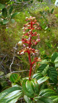 Image of Miconia ciliata (L. Rich.) DC.