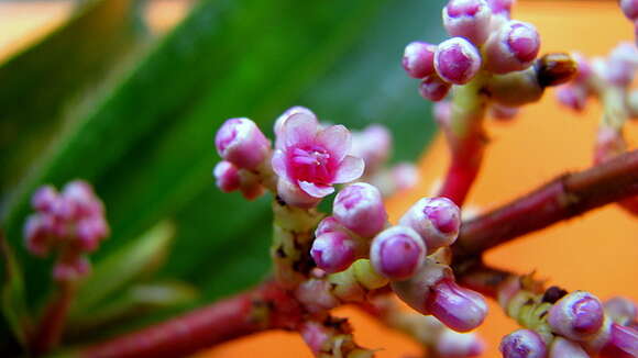 Image of Miconia ciliata (L. Rich.) DC.