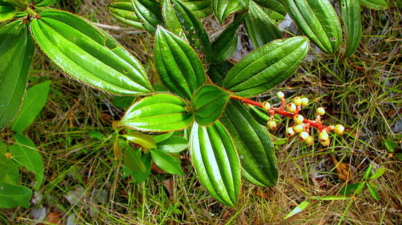 Image of Miconia ciliata (L. Rich.) DC.