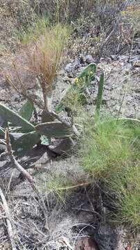 Image of Sonchus capillaris Svent.