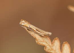 Image of Eutorna intonsa Meyrick 1906