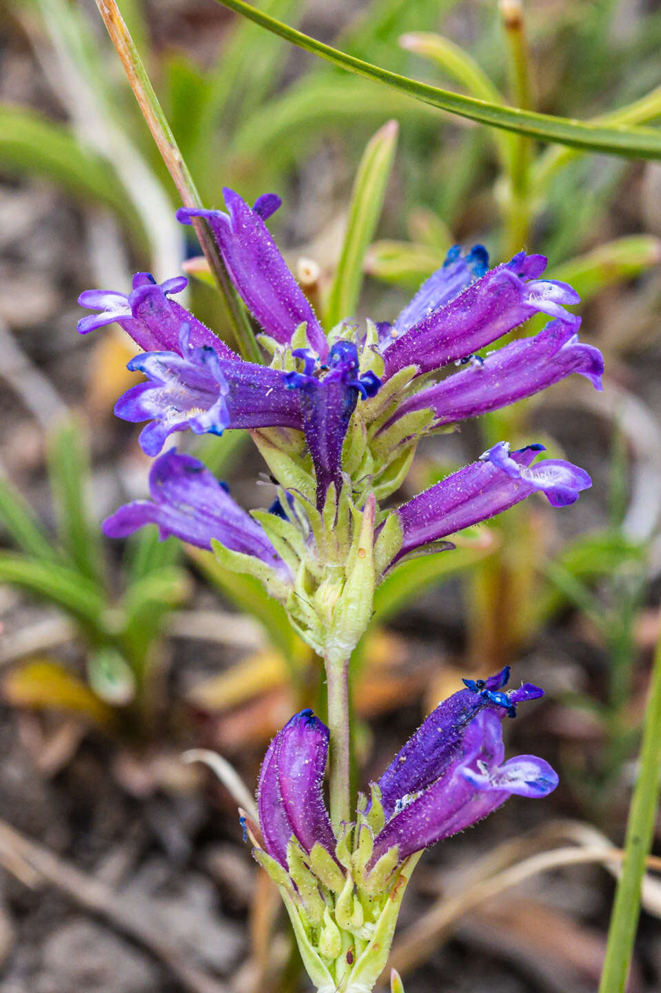 Image of Penstemon heterodoxus var. heterodoxus