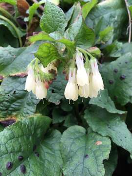 Image of Symphytum grandiflorum DC.