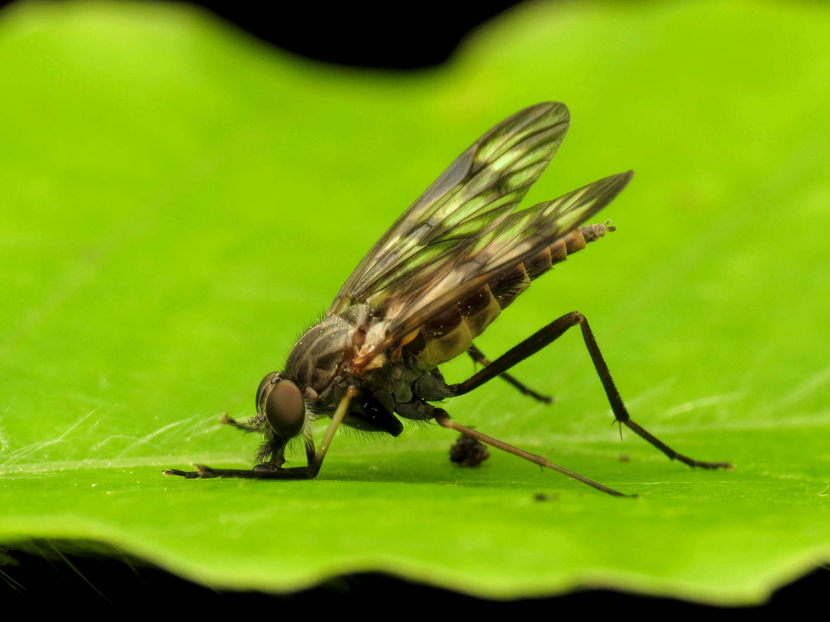 Image of Common Snipe Fly