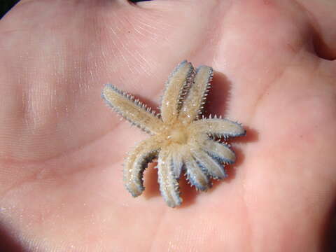 Image de Coscinasterias muricata Verrill 1867