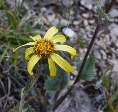 Image of Ligularia robusta (Ledeb.) DC.