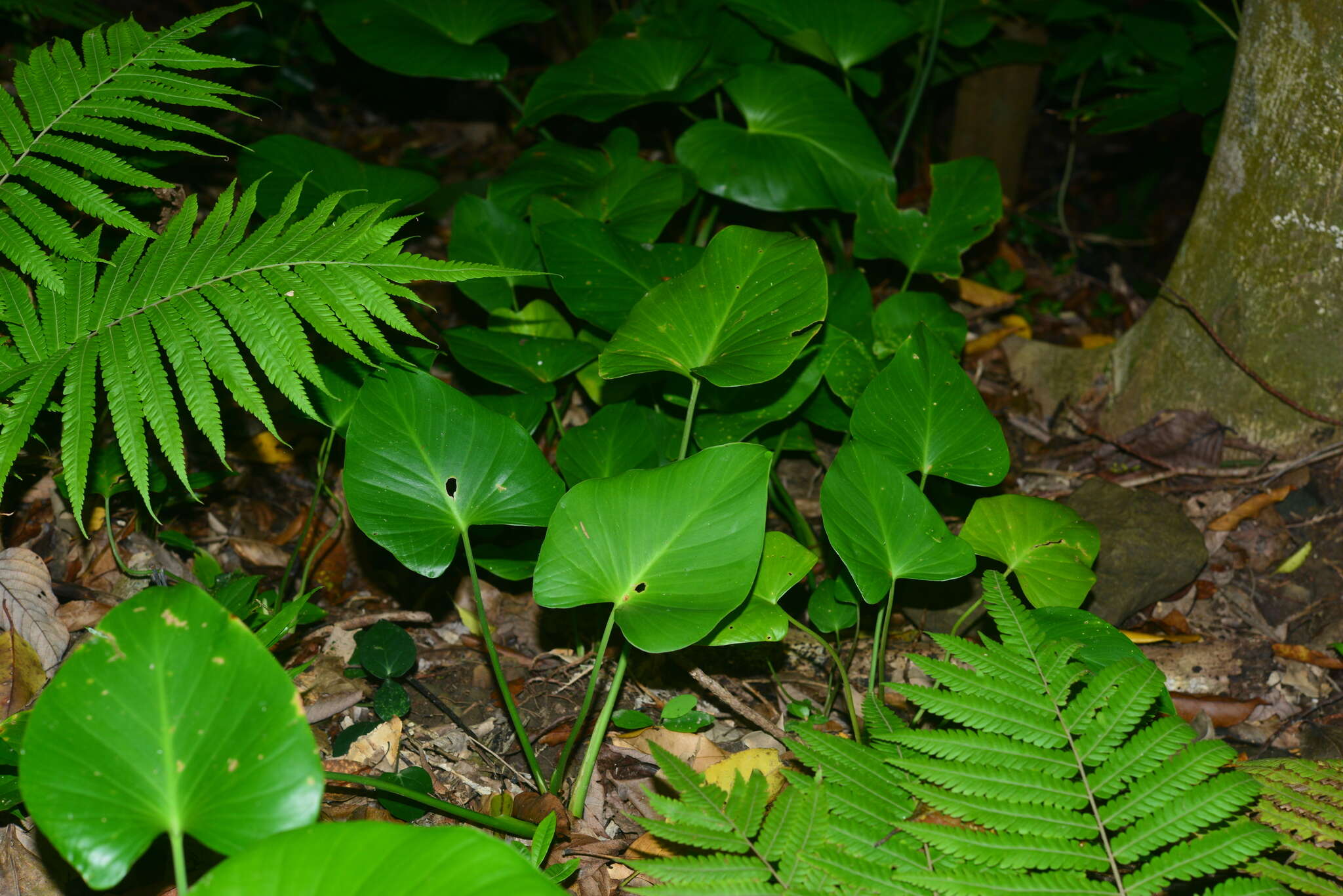 Image of Homalomena philippinensis Engl.