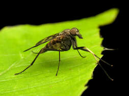 Image of Common Snipe Fly