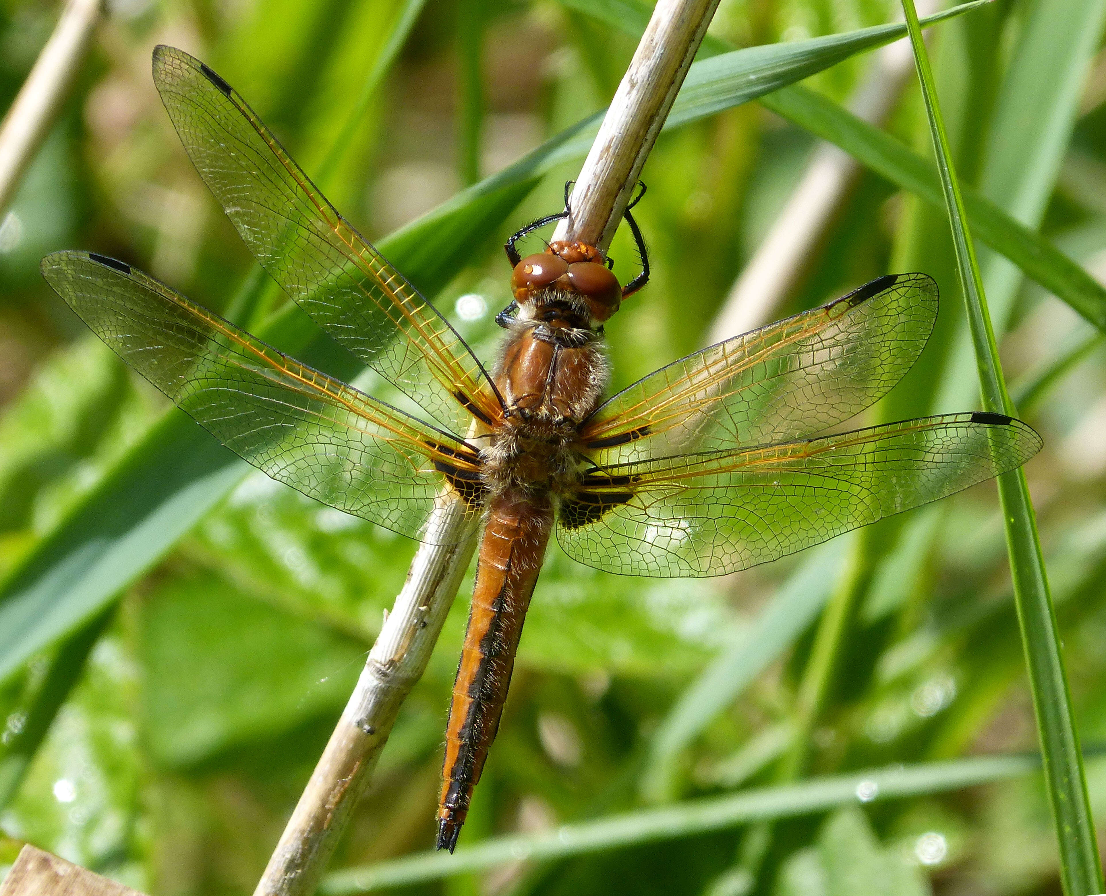 Image of Blue Chaser