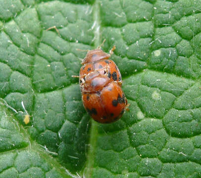 Image of Subcoccinella