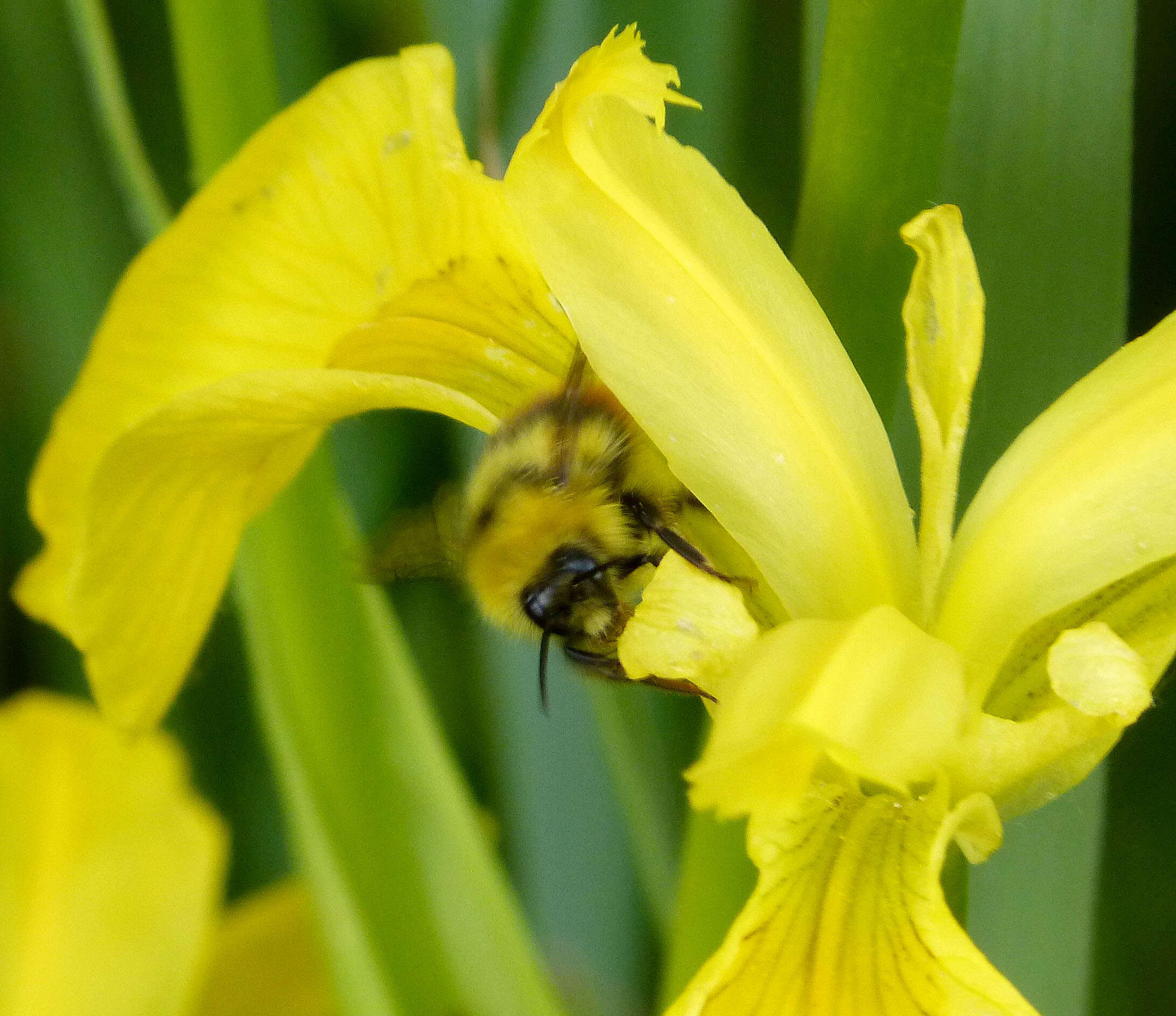 Image of Early bumblebee